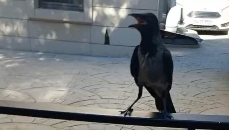 Bursa’da yaralı kargayı esnaf kurtardı