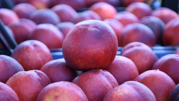 Çanakkale Lapseki şeftalisinde 70 ton ihracat hedeflendi