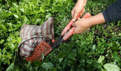 Çay ihracatının yüzde 58’i Rize’den gerçekleştirildi