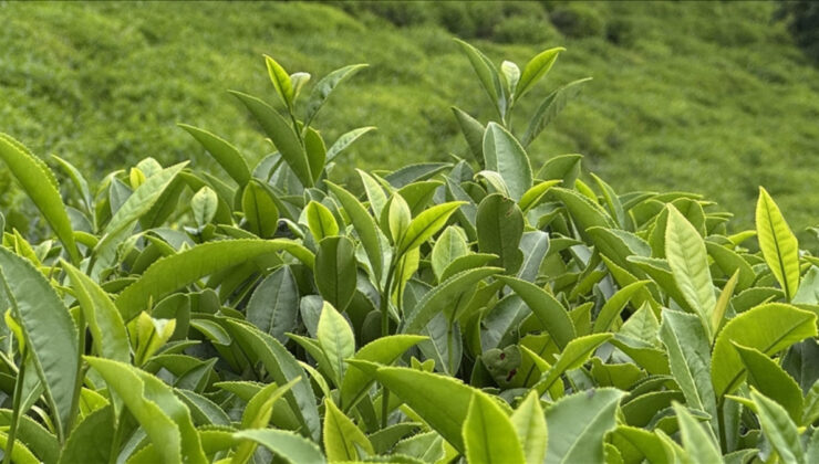 ÇAYKUR piyasaya mavi yemişli çay sunmaya hazırlanıyor