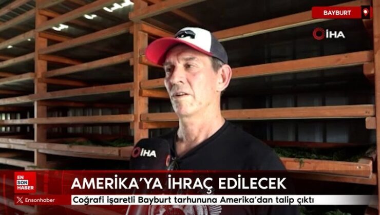 Coğrafik işaretli Bayburt tarhununa Amerika’dan talip çıktı