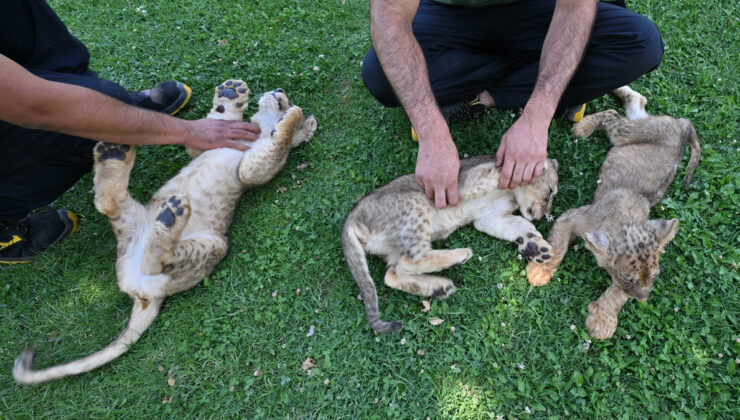 Cumhurbaşkanı Erdoğan’a ikram edilen aslanların yavrularına isim aranıyor