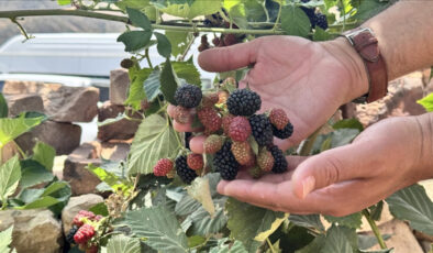 Deneme başarılı sonuçlandı: Siirt’te böğürtlen üretildi