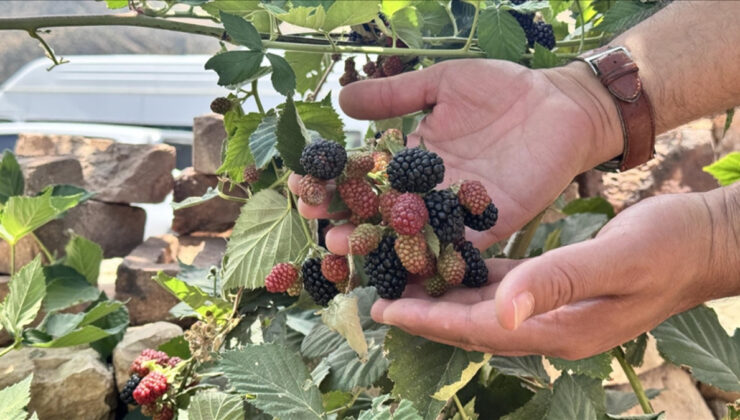 Deneme başarılı sonuçlandı: Siirt’te böğürtlen üretildi