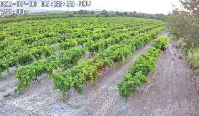 Denizli’deki çiftçinin hırsızlık tedbiri, şaşırtan bir görüntüyü ortaya çıkardı