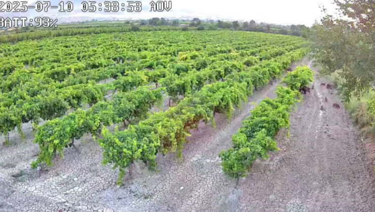 Denizli’deki çiftçinin hırsızlık tedbiri, şaşırtan bir görüntüyü ortaya çıkardı