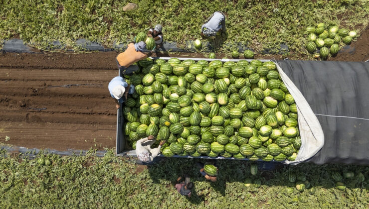 Diyarbakır’da karpuz hasadı başladı: Türkiye’nin dört bir yanına dağılıyor