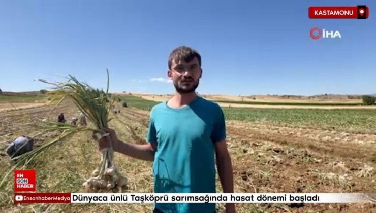 Dünyaca ünlü Taşköprü sarımsağında hasat periyodu Kastamonu’da başladı