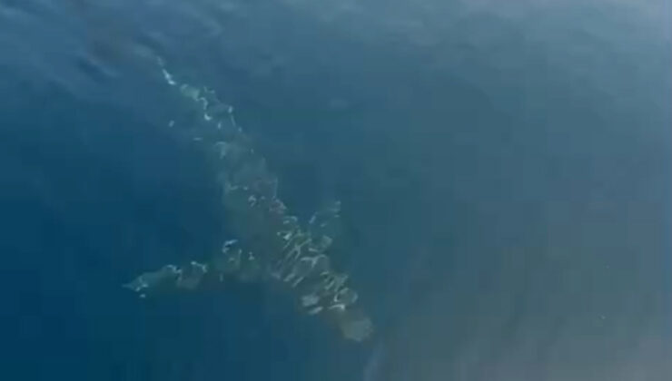 Edirne’de balıkçılar 3 metrelik köpek balığına rastladı