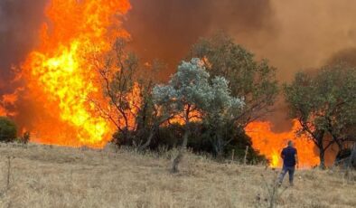 Ege’de çobanlığın yok olmaya başlamasıyla yangın riski daha da artıyor