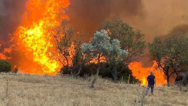 Ege’de çobanlığın yok olmaya başlamasıyla yangın riski daha da artıyor