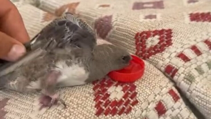 Elazığ’da atmaca sandığı ebabile su veren esnaf