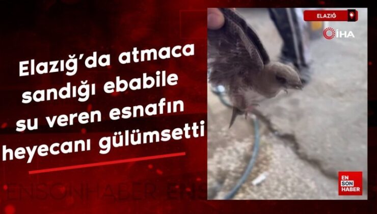 Elazığ’da atmaca sandığı ebabile su veren esnafın heyecanı gülümsetti
