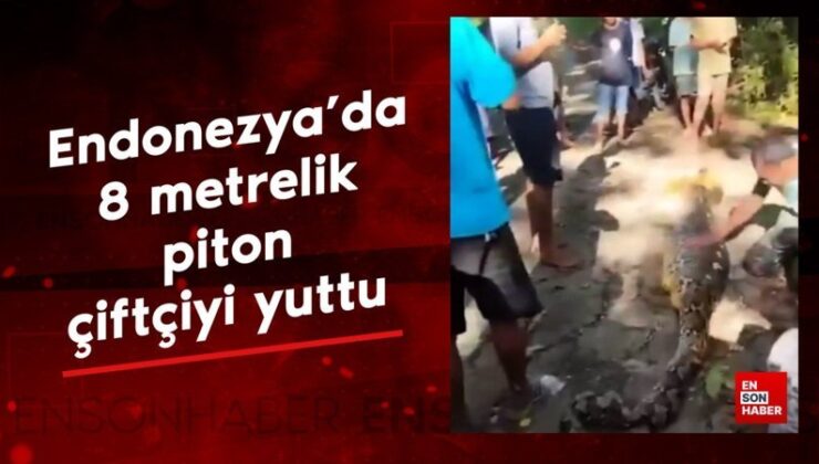 Endonezya’da 8 metrelik piton çiftçiyi yuttu
