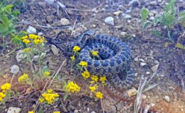 Erzincan’da koca engerek yılanı görüntülendi