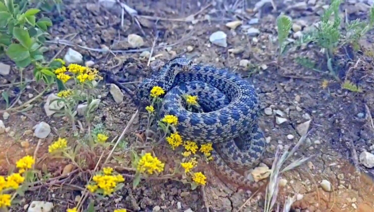Erzincan’da koca engerek yılanı görüntülendi