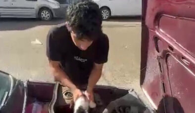 Erzurum’da yavru kedi arabanın motor kısmında sıkıştı