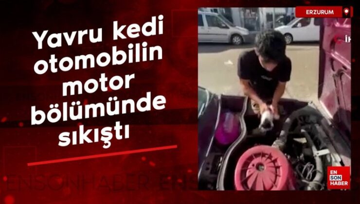 Erzurum’da yavru kedi arabanın motor kısmında sıkıştı