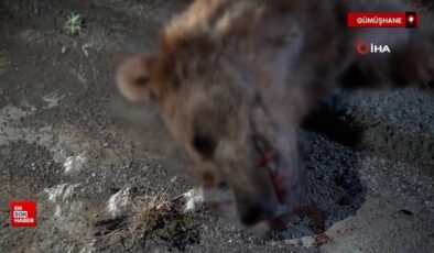 Gümüşhane’de arabanın çarptığı ayı telef oldu