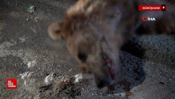 Gümüşhane’de arabanın çarptığı ayı telef oldu