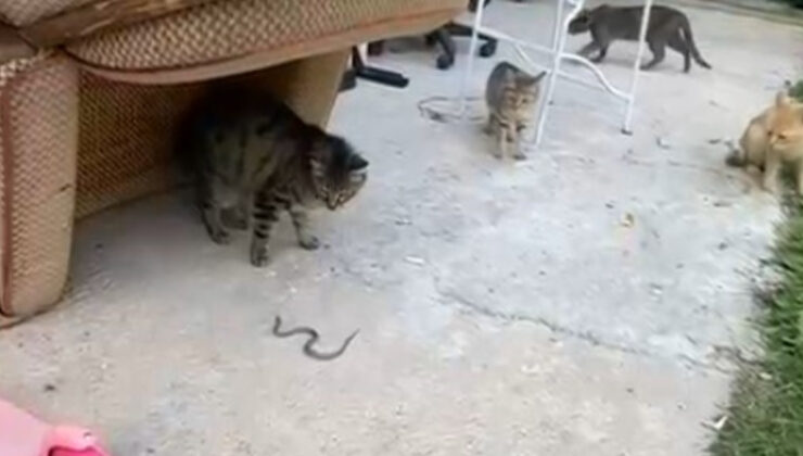 Gümüşhane’de kedilerin yavru yılanla oyunu kamerada