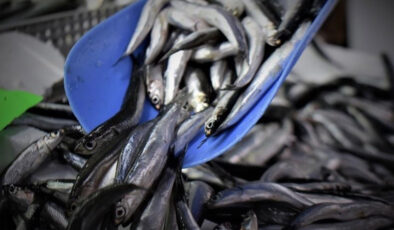 Hamsi yılın birinci yarısında 19 ülkeden alıcı buldu