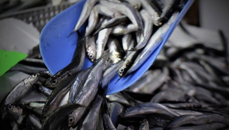 Hamsi yılın birinci yarısında 19 ülkeden alıcı buldu