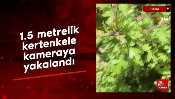 Hatay’da 1 buçuk metrelik kertenkele kameralara yakalandı