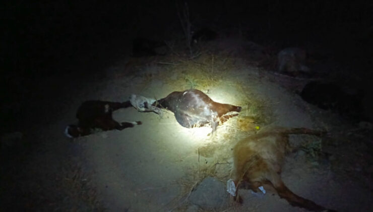 Hatay’da dereden su içen 65 küçükbaş hayvan öldü