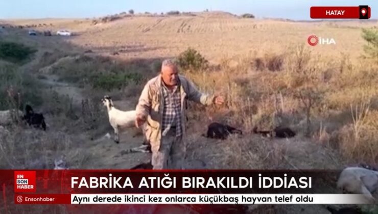 Hatay’da tıpkı derede ikinci defa onlarca küçükbaş hayvan telef oldu