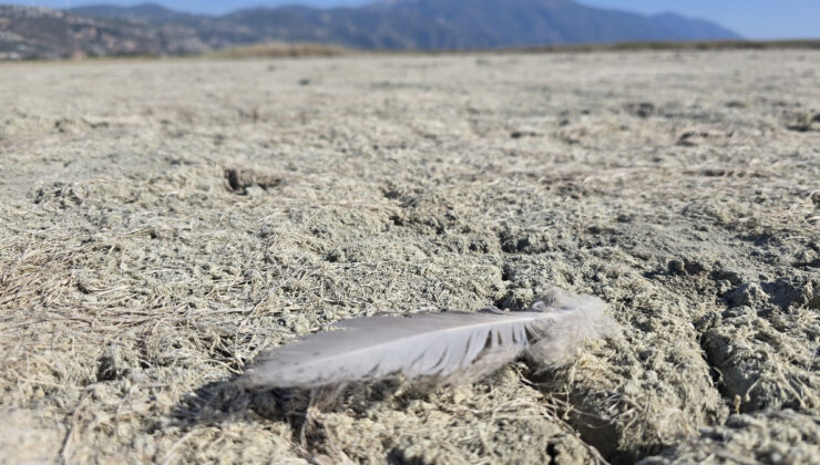 Hatay’daki Milleyha Kuş Cenneti kurudu