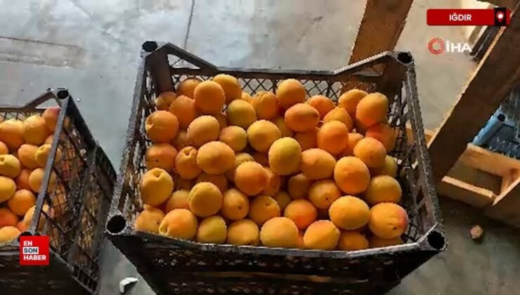 Iğdır’da kayısı hasadı tamamlandı: 40 bin ton rekolte elde edildi