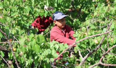 Iğdır’da kayısı hasadı tamamlandı