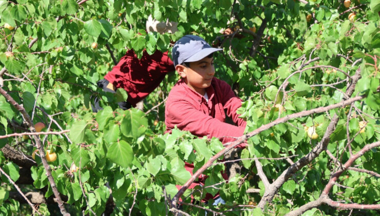 Iğdır’da kayısı hasadı tamamlandı