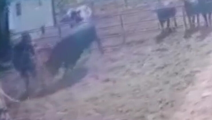 Isparta’da boğanın saldırısına uğrayan besici ağır yaralandı