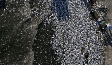 İzmir Körfezi yeniden alarm veriyor: Balık vefatları artacak