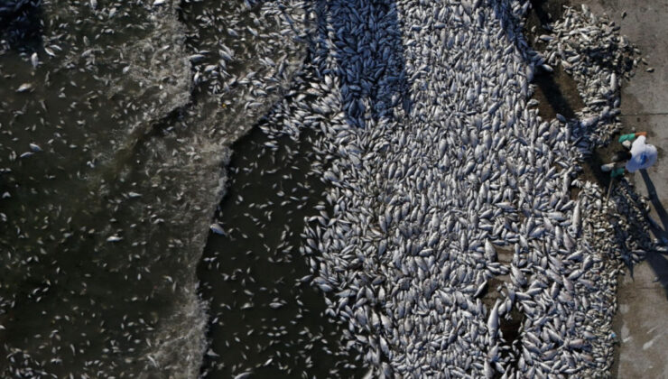 İzmir Körfezi yeniden alarm veriyor: Balık vefatları artacak