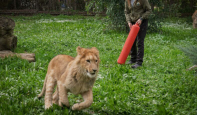 İzmir’de ismi anketle belirlenmişti: Diğer bir aslan tarafından öldürüldü