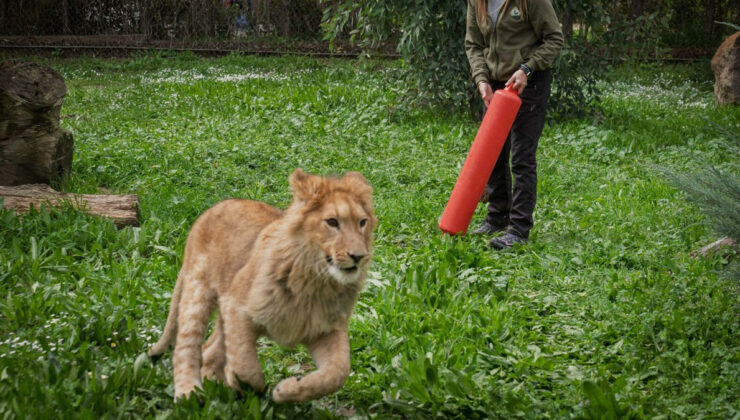İzmir’de ismi anketle belirlenmişti: Diğer bir aslan tarafından öldürüldü