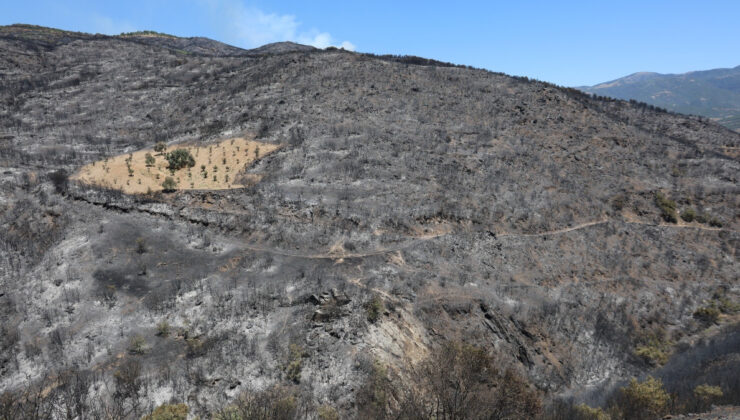 İzmir’de sürülmüş alan yangına geçit vermedi