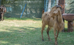 İzmir’de yangından kurtarılan hayvanlar Bursa’da tedavi altında