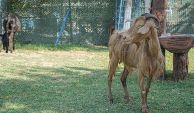İzmir’de yangından kurtarılan hayvanlar Bursa’da tedavi altında