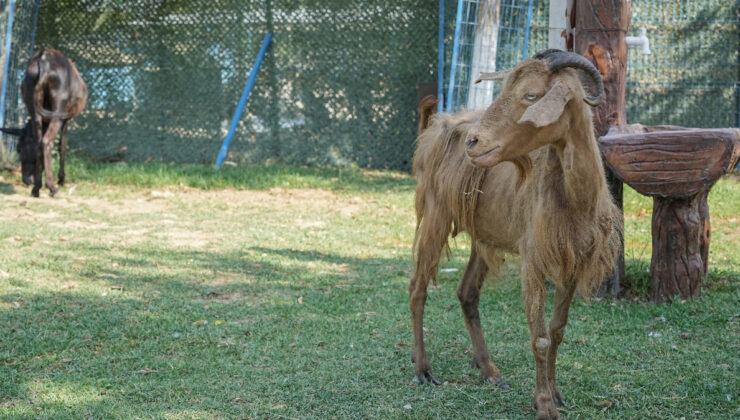 İzmir’de yangından kurtarılan hayvanlar Bursa’da tedavi altında