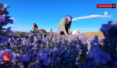 Kahramanmaraş’ın mor tarlası bayanlara emanet