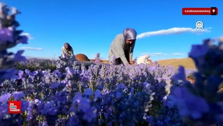 Kahramanmaraş’ın mor tarlası bayanlara emanet
