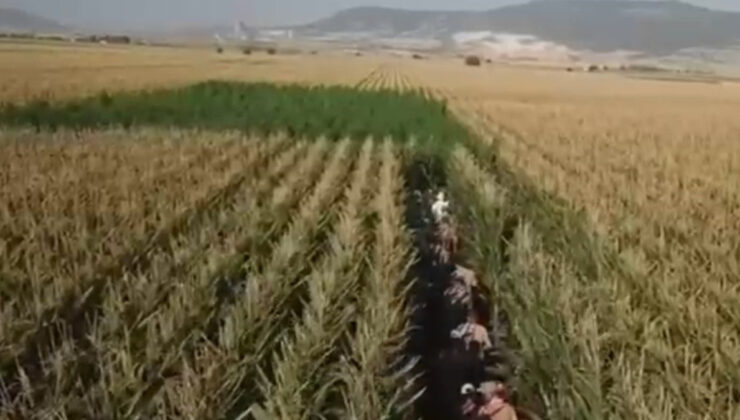 Kahramanmaraş’ta 45 bin kök kenevir ele geçirildi: 4 tutuklama