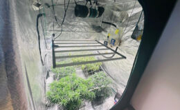 Karaman’da kamp çadırını seraya çevirip kenevir yetiştirdiler: 3 gözaltı