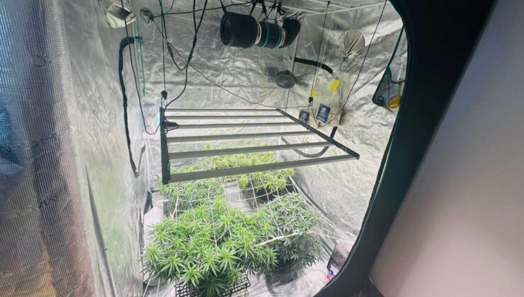 Karaman’da kamp çadırını seraya çevirip kenevir yetiştirdiler: 3 gözaltı