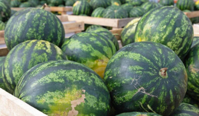 Karpuzun kabuğuna dikkat! Bu işaret zehirli olduğunu gösteriyor