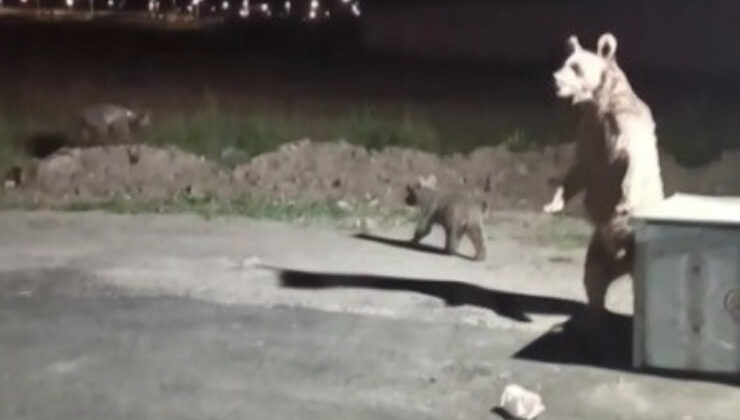 Kars’ta ayı saldırısından son anda kurtuldu